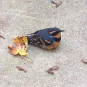 Steve Wright's photo