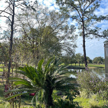 Palm Tree Trim - Before