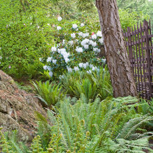shade garden