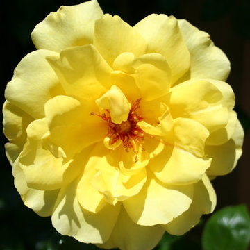 COLOR