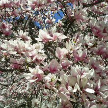 Magnolien: Blütenwolken für Puristen