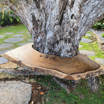 100 Year Old Tree Bench