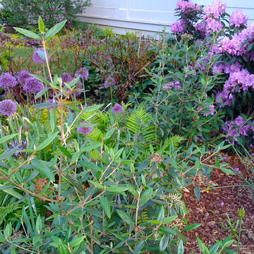Green Springs:  Growing a New Old Garden