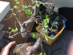 blumenampel bambus medla Blumenregal Pflanzentreppe aus Bambus fr mehr Pflanzen und Blum   techstudio.ch
