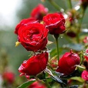 Melanie Rose's photo