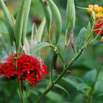 Certified Wildlife Habitat