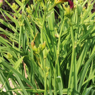 Softscape (Flowers, Flower beds and more)