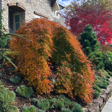 Front garden in November