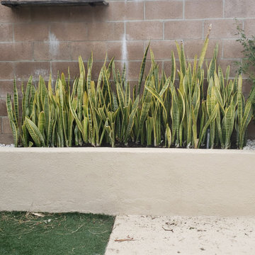 Backyard clean up and remodel