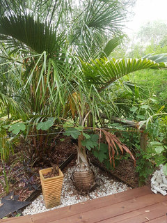 Can A Lipstick Palm Survive In Brisbane Home Help Reviews Houzz