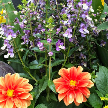The Art of Container Gardening