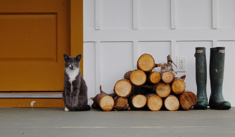 Vacanza con gli Amici Animali? Tutto Quello Che Dovete Sapere