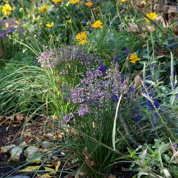 Shade to Sun - A Journey of a Perennial Garden