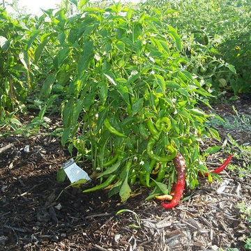 Edible Landscaping- Peppers in Mulch Beds