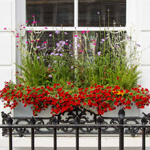 Window inspiration