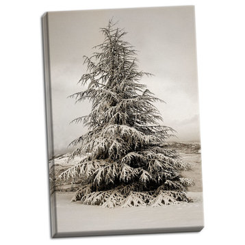 Fine Art Photograph, Snow White Pine, Hand-Stretched Canvas