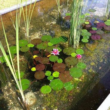Jardin bassin biologique