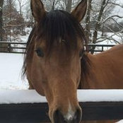 Fullthrottle Ranch's photo