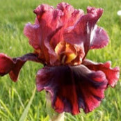 Iris Gonzalezさんの写真