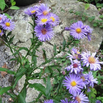 Butterfly Habitat