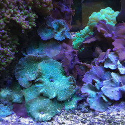 200 gallon reef - Products