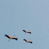 Elham Konber's photo