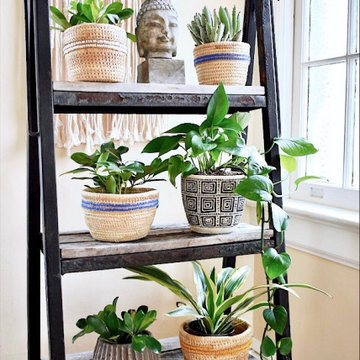 Indoor Botanicals