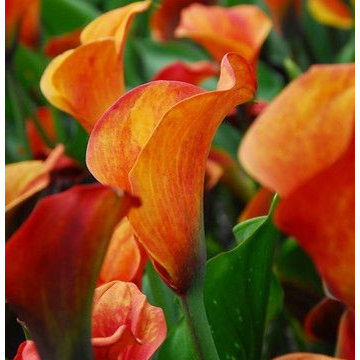 Zantedeschia (Calla Lilies)