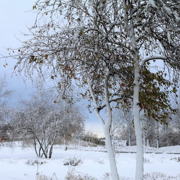 Winter Landscapes