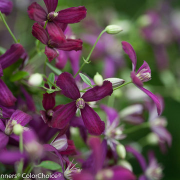 'Sweet Summer Love' Clematis