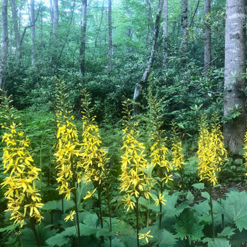 Ligularias blooming in the bog.