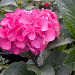 Abracadabra&reg; Bigleaf Hydrangea - Outdoor Products