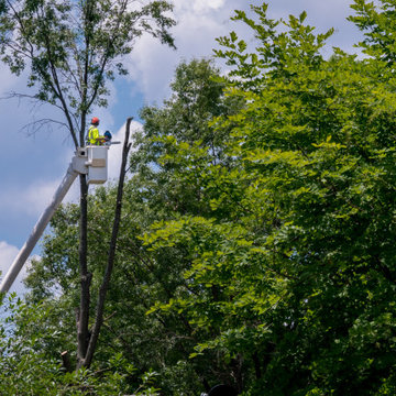 New Haven, CT | Tree Trimming | Tree Cutting | Tree Removal & Stump Grinding