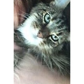 Lea Pederson's photo