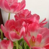 Milly Clark's photo