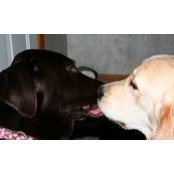 Janne Kerbashian's photo