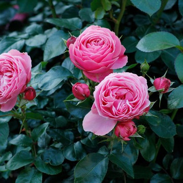 Blomster