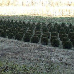 Boxwood - Products