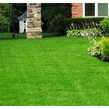 Professional Lawn Care and Landscaping