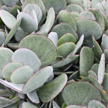 Succulents & Cactus