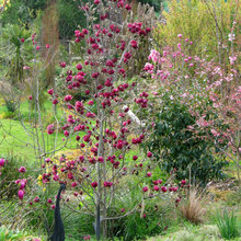 Garden Ideas