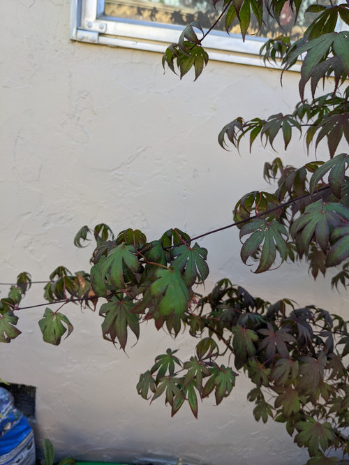 Japanese Maple leaves curling, help