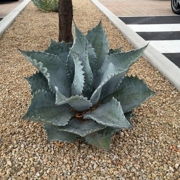 Succulents