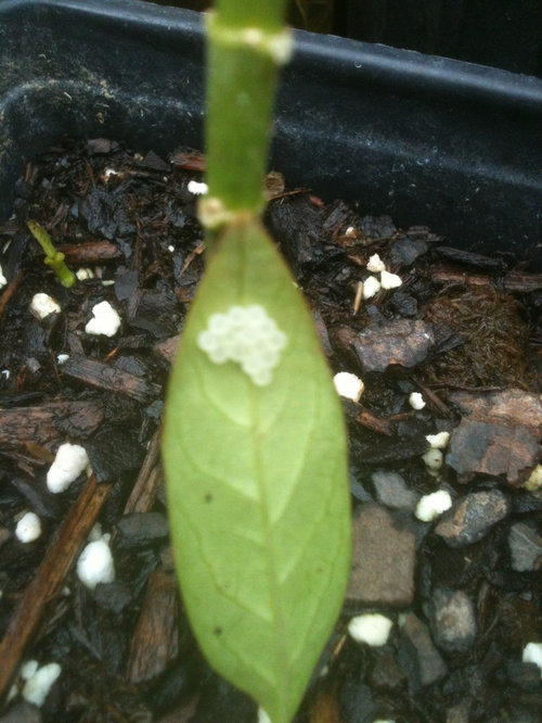 Any Idea What These Eggs Are On Milkweed Leaf