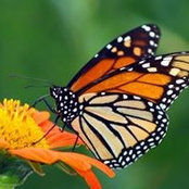 Betty Beane's photo