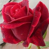 Ashu Rao's photo