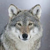Kim Cavnah's photo