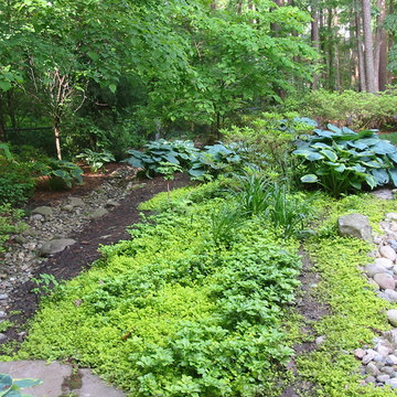 Lush Front Yard