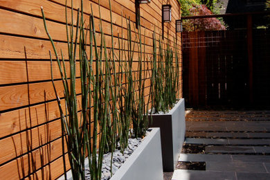 Источник вдохновения для домашнего уюта: засухоустойчивый сад на боковом дворе в стиле модернизм с растениями в контейнерах и мощением тротуарной плиткой