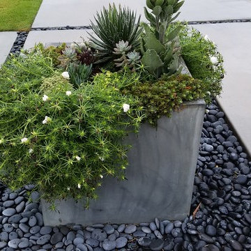Succulent Planter